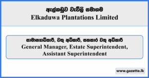 General Manager, Estate Superintendent, Assistant Superintendent - Elkaduwa Plantations Limited Vacancies 2025