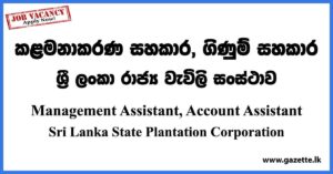 Management Assistant, Account Assistant - Sri Lanka State Plantation Corporation Vacancies 2023
